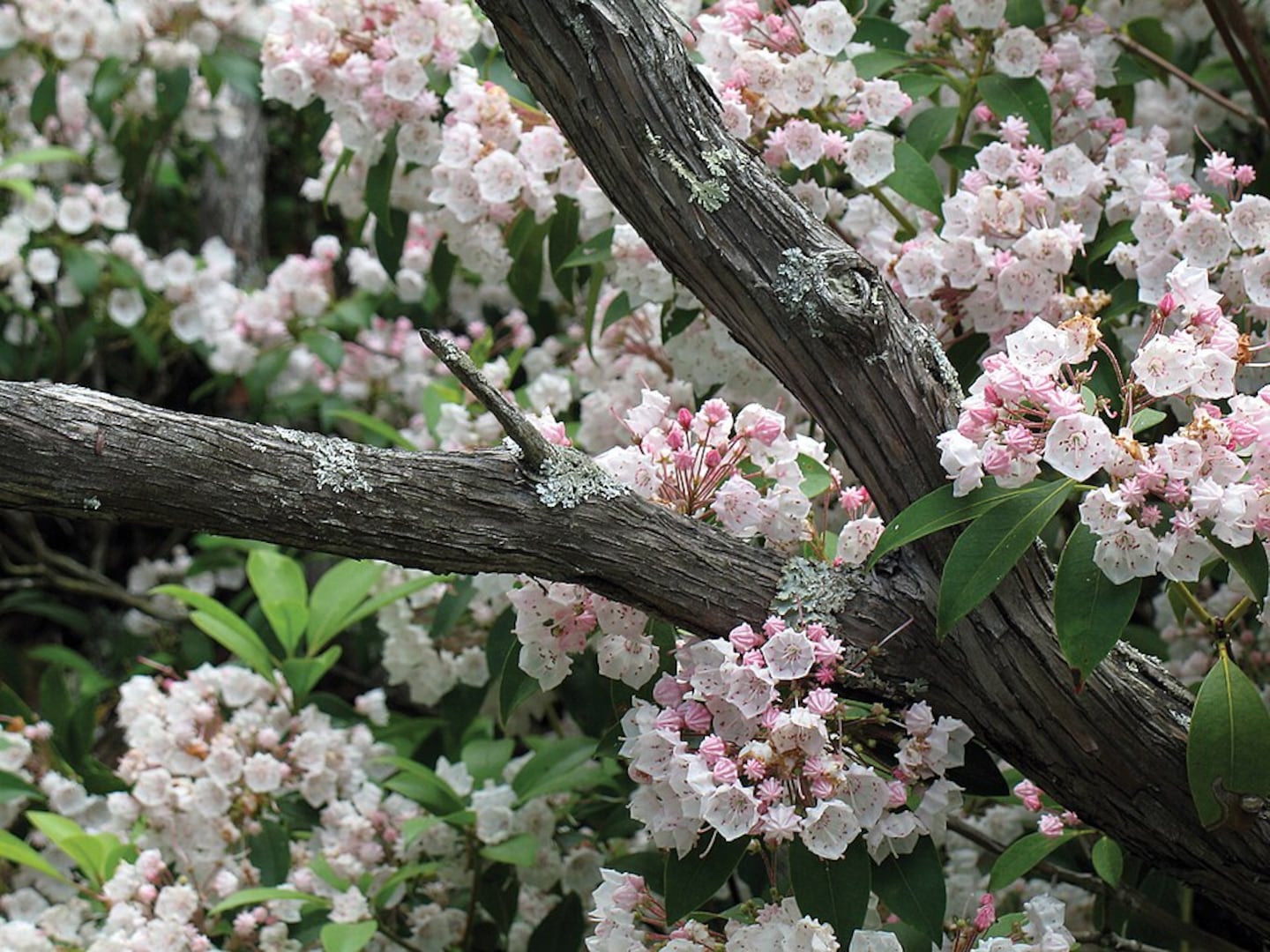 The mountain laurel
