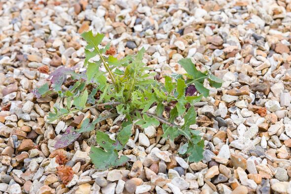 Close-up of weed growing in gravel driveway Close-up of weed growing in gravel driveway