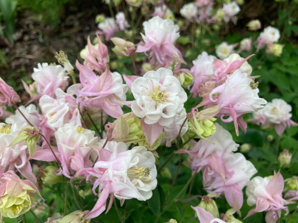 Columbine Time- post em if you got em Columbine Time- post em if you got em