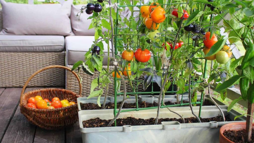 Small snack gardens in yards and window boxes offer cheap, healthy produce – Orange County Register Small snack gardens in yards and window boxes offer cheap, healthy produce – Orange County Register