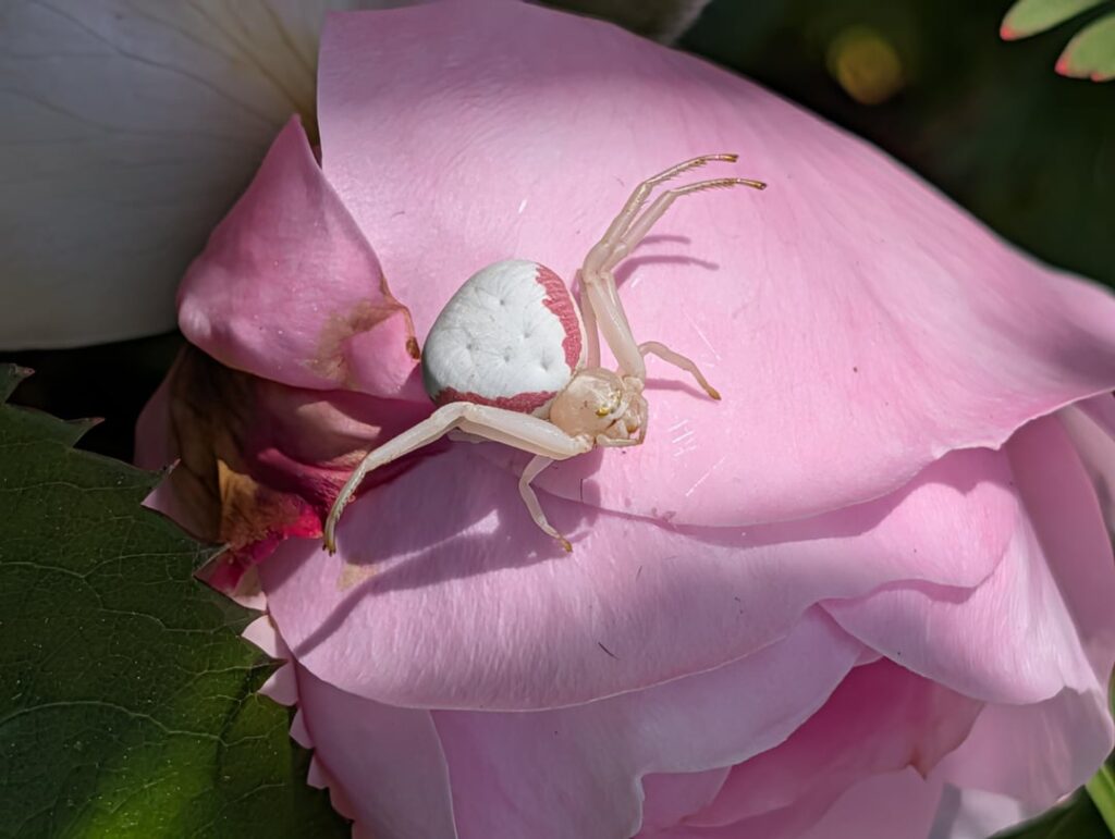 Craziest spider in my garden. #2