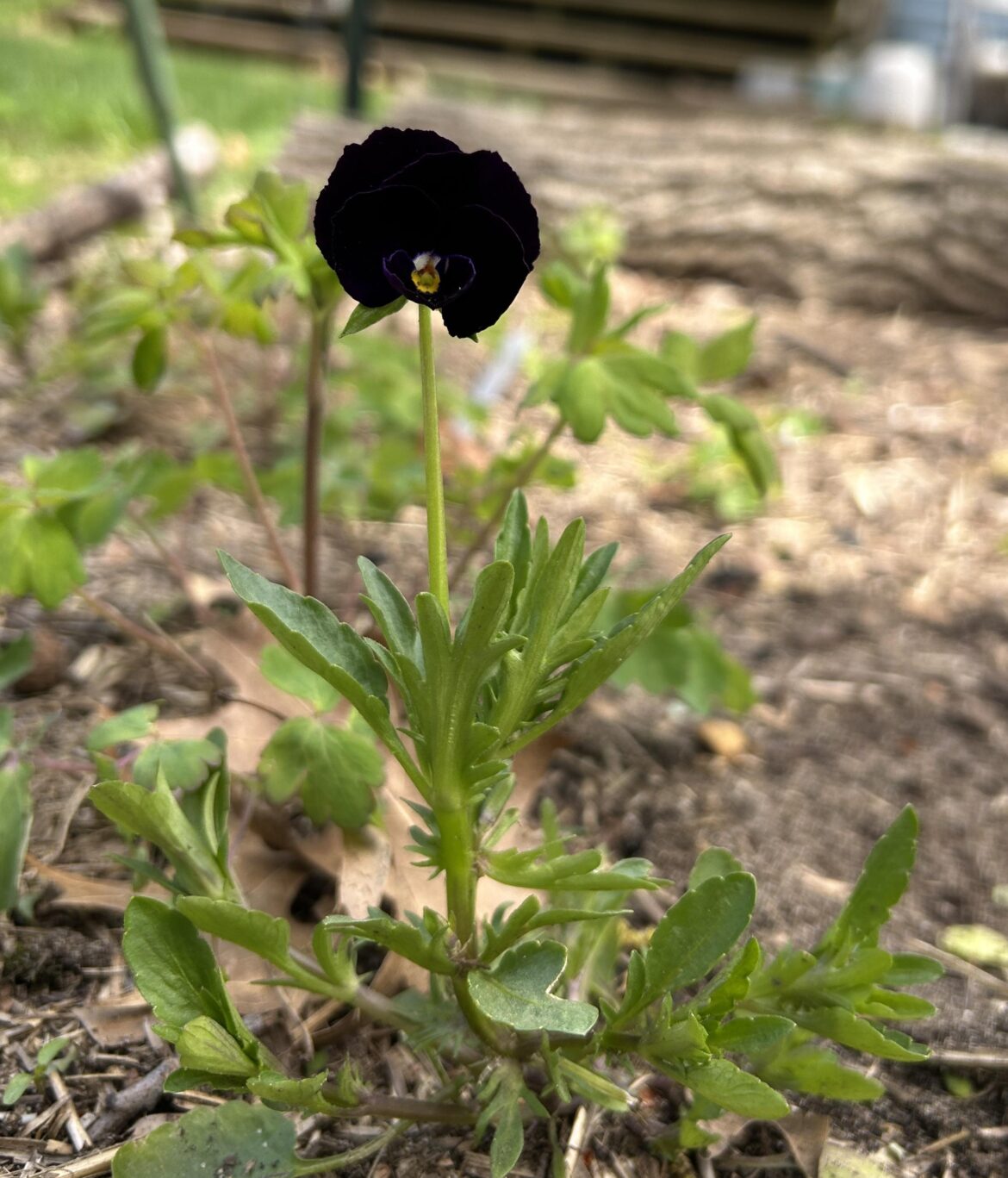 Cross pollination win. I’ve planted a bunch of different variety of violas over the years but never black ones. I adore these little guys.