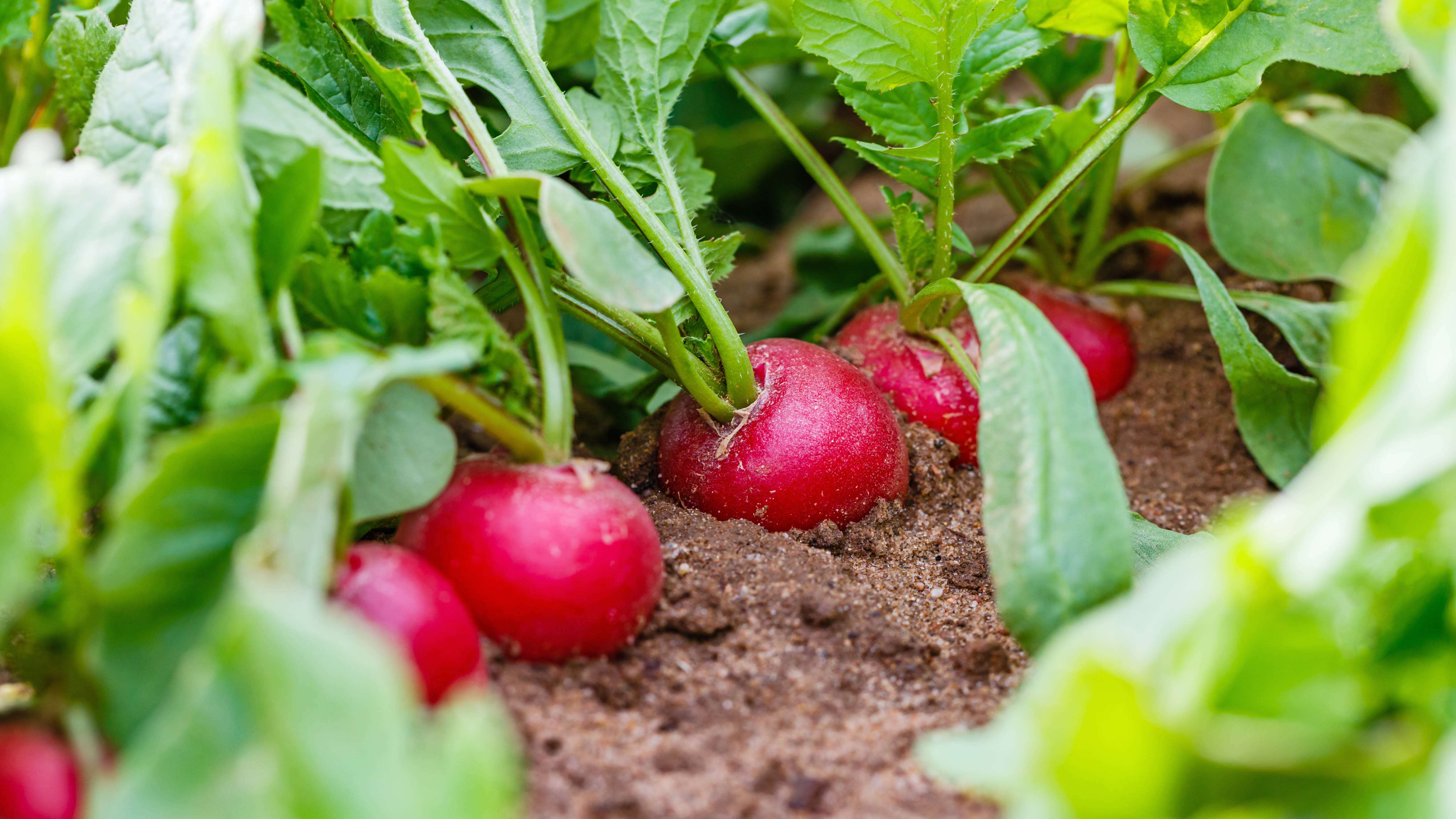 Radishes growing in garden