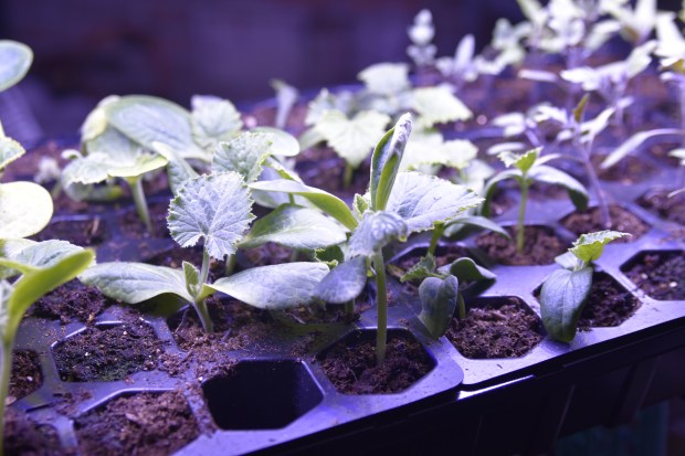 A variety of different plants as seedlings, growing strong before being planted outside in a garden. (Kaitlyn Keegan | Hartford Courant)