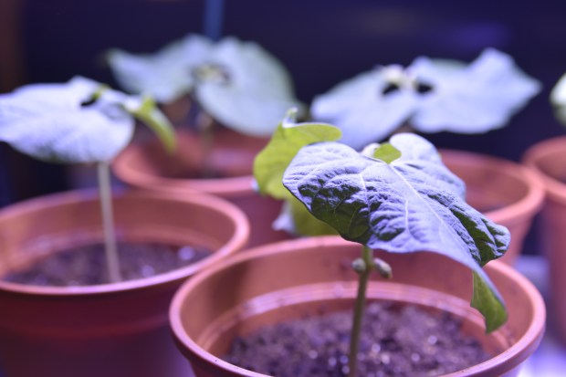A bean plant grown from a seed under lights. (Kaitlyn Keegan | Hartford Courant)