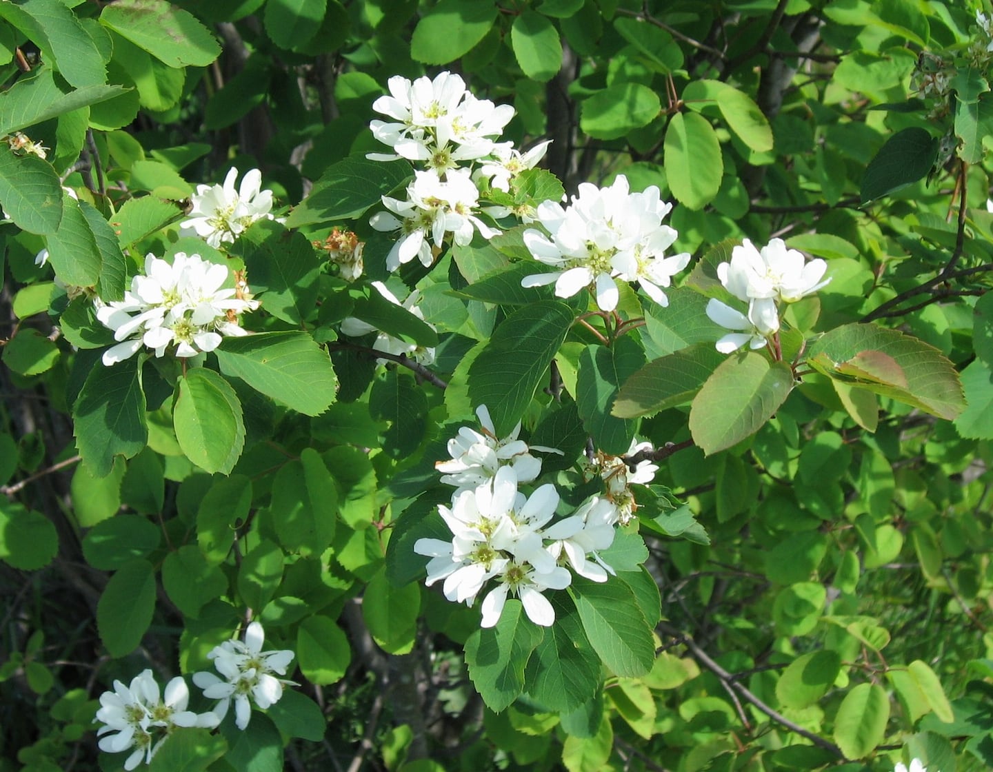 A serviceberry bush (Amelanchier canadensis).