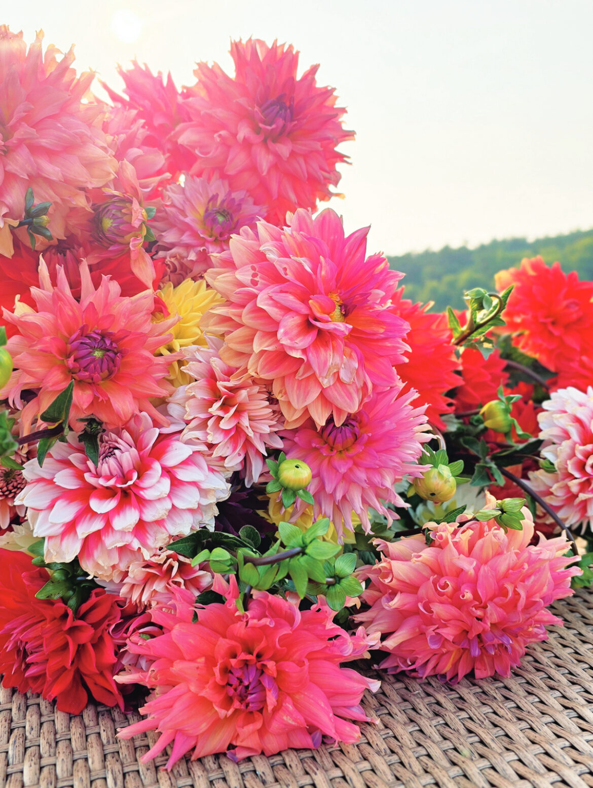 Starting a Cut Flower Business – Mother Earth News Starting a Cut Flower Business – Mother Earth News
