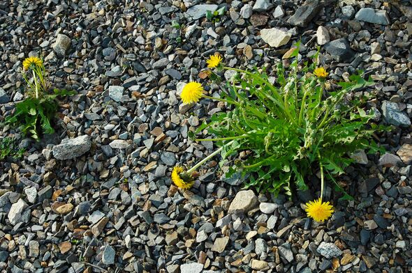 Dandelion flowers on stone ground Dandelion flowers on stone ground