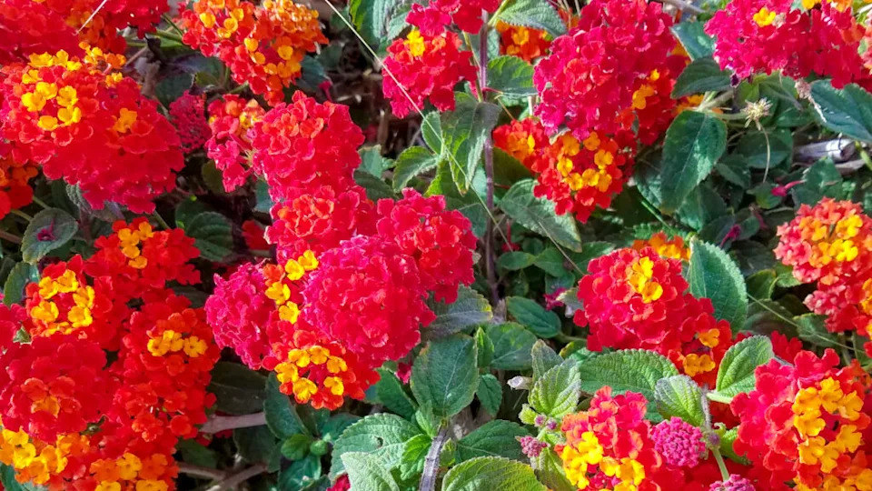 Flowerbed with red clusters of Lantana heads for landscapes and floral backgrounds.