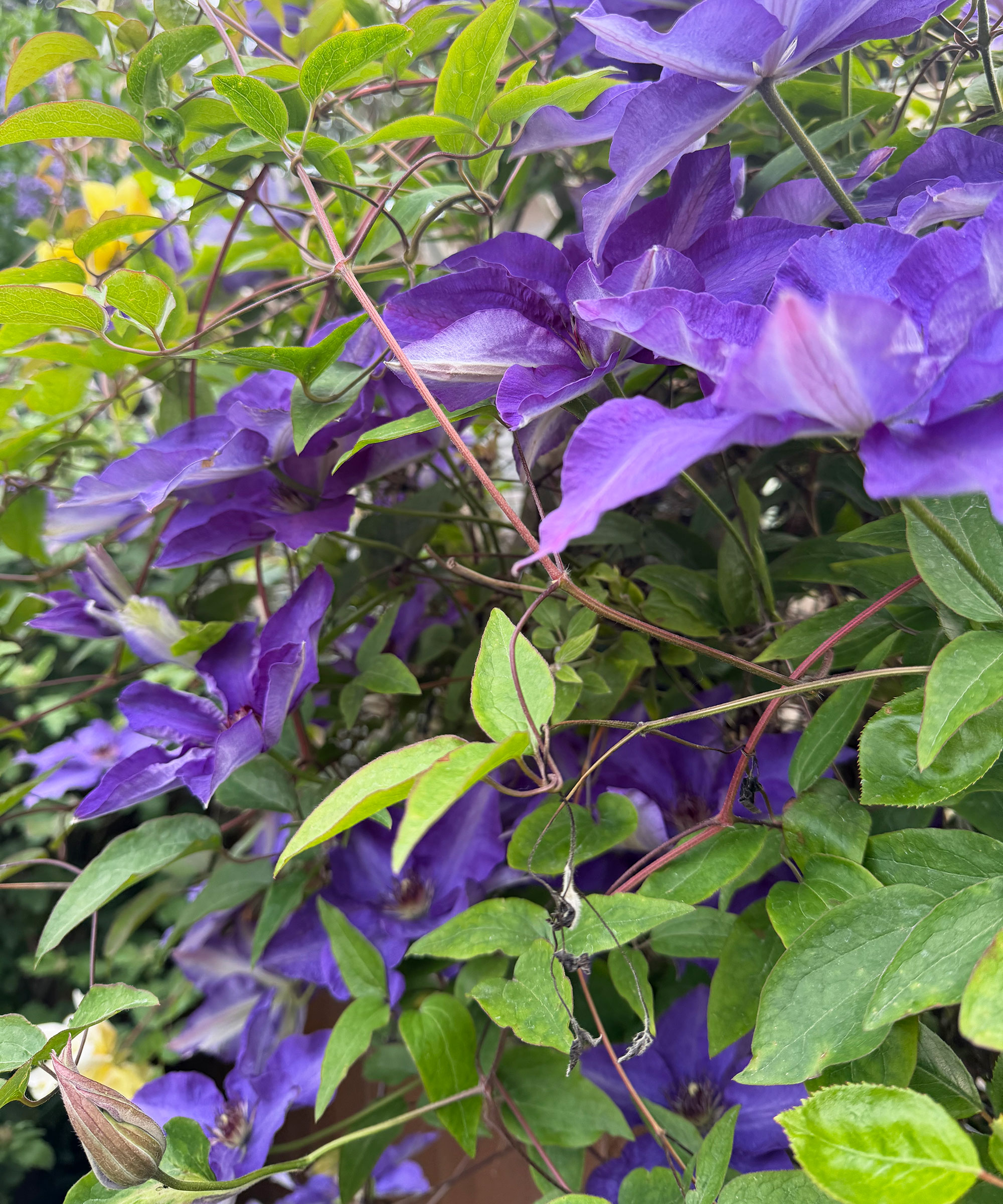 Purple clematis trailed up a fence