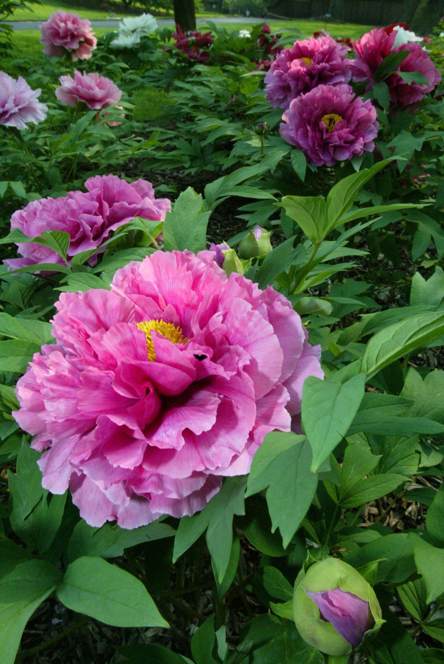 Peonies are beautiful choices to plant in the yard that will bloom year after year. 