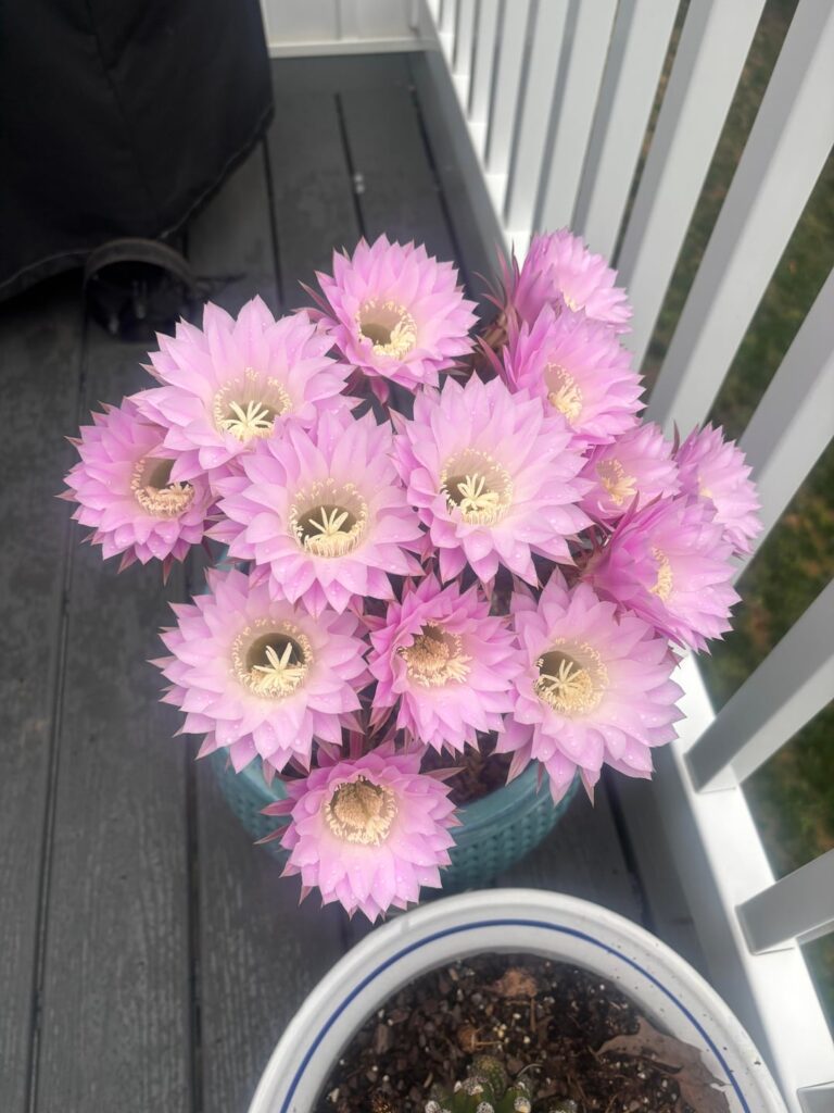 Easter Lily Cactus Easter Lily Cactus