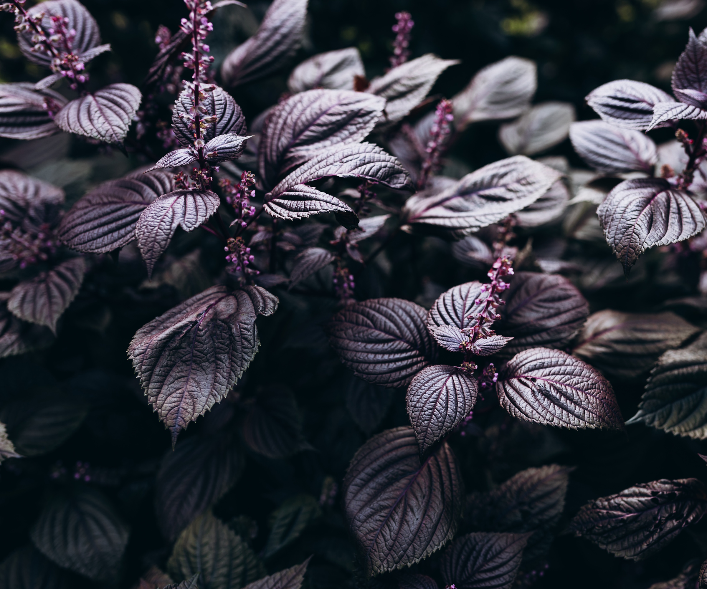 closeup Purple Perilla, shisho frutescens leaves