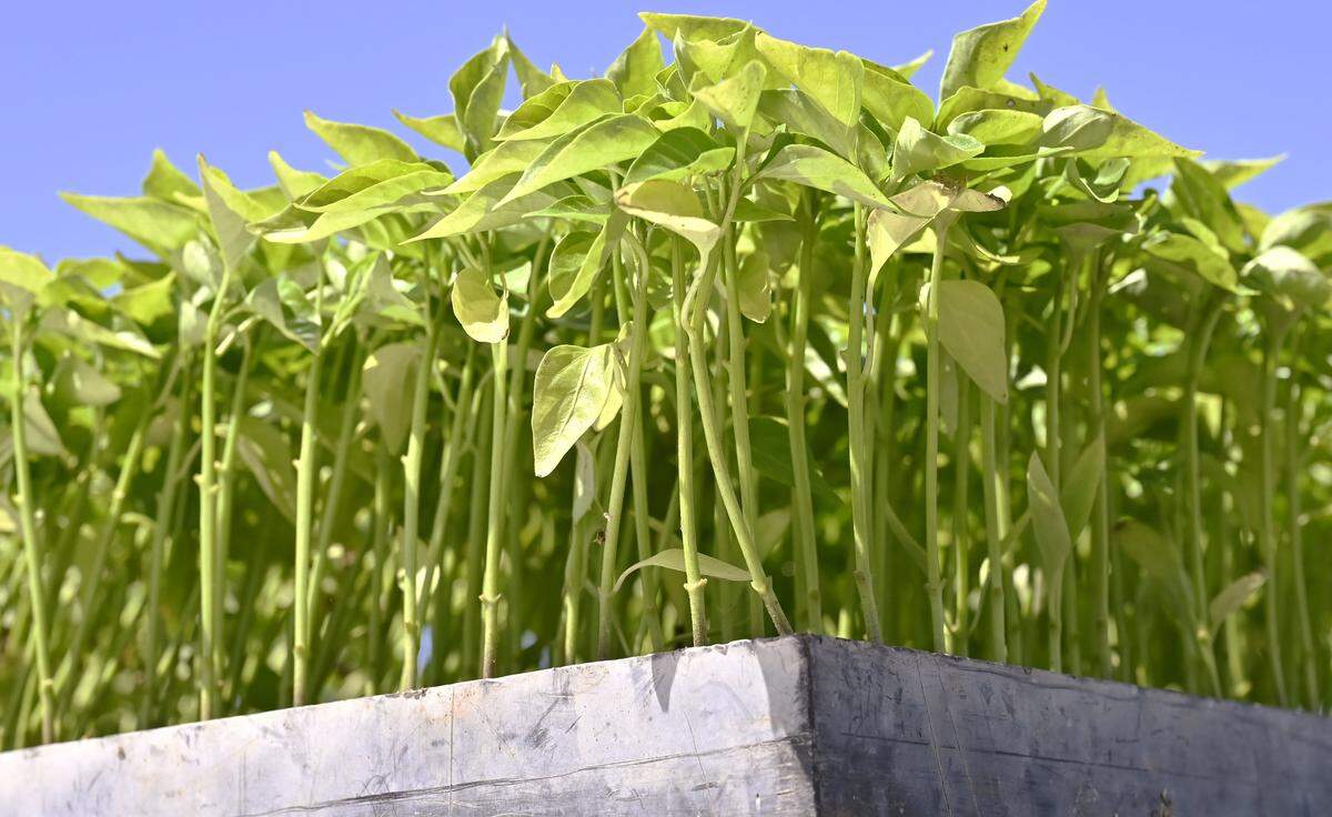 Various chilis are seen, ready for planting in parcels tended by local farmers near the Yo'Ville Community Garden, Thursday, April 16, 2026 in west Fresno.