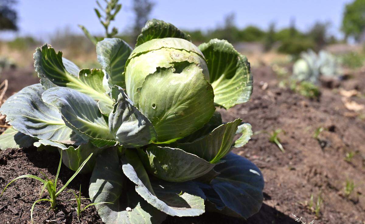Cabbage grows in a small parcel of land at the Yo'Ville Community Garden and Farm, Thursday, April 16, 2026 in west Fresno.