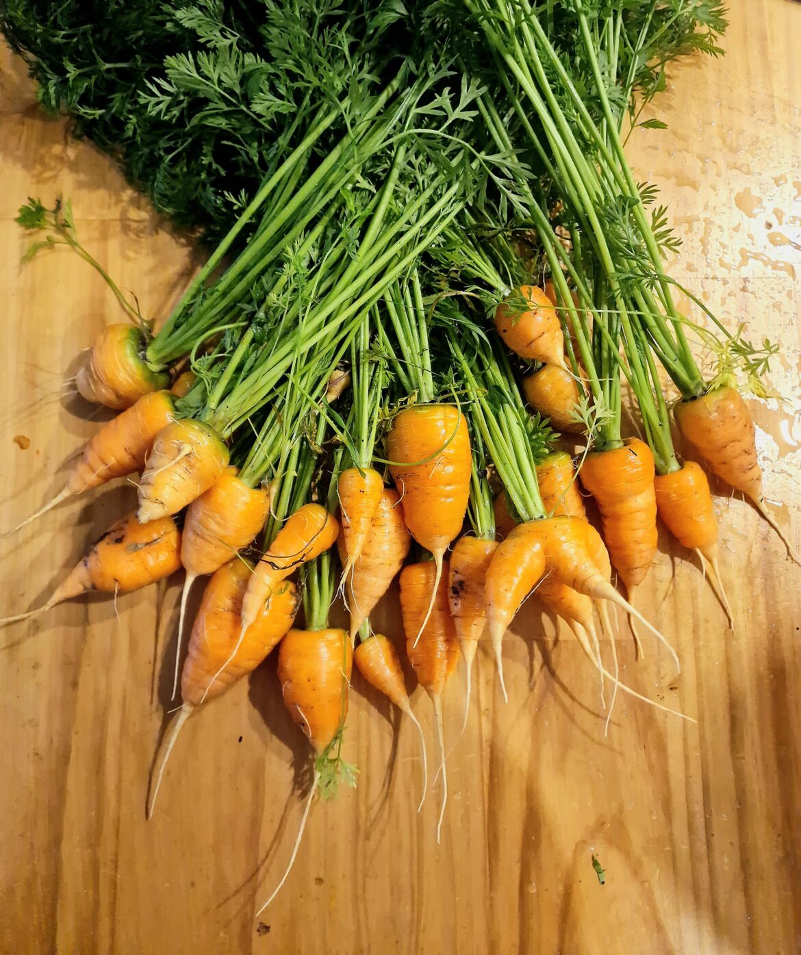 First carrot harvest, short kings only