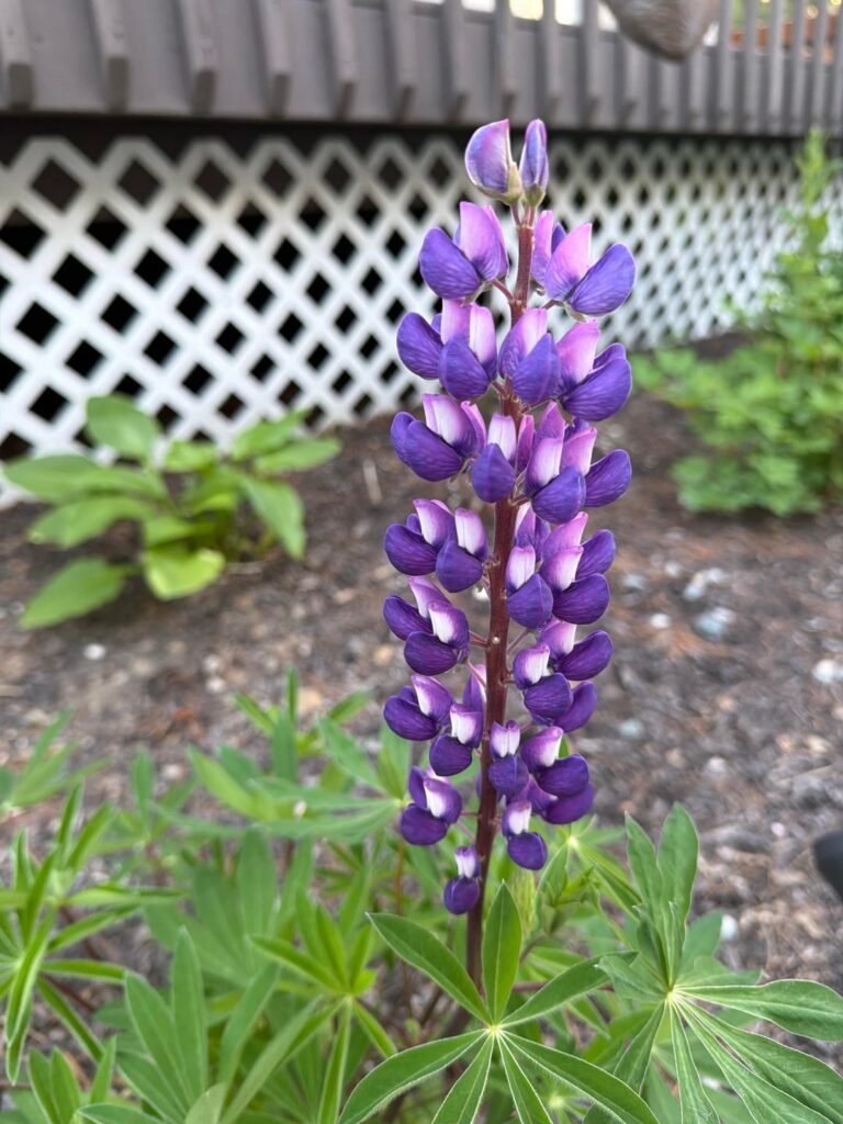 First ever lupine bloom