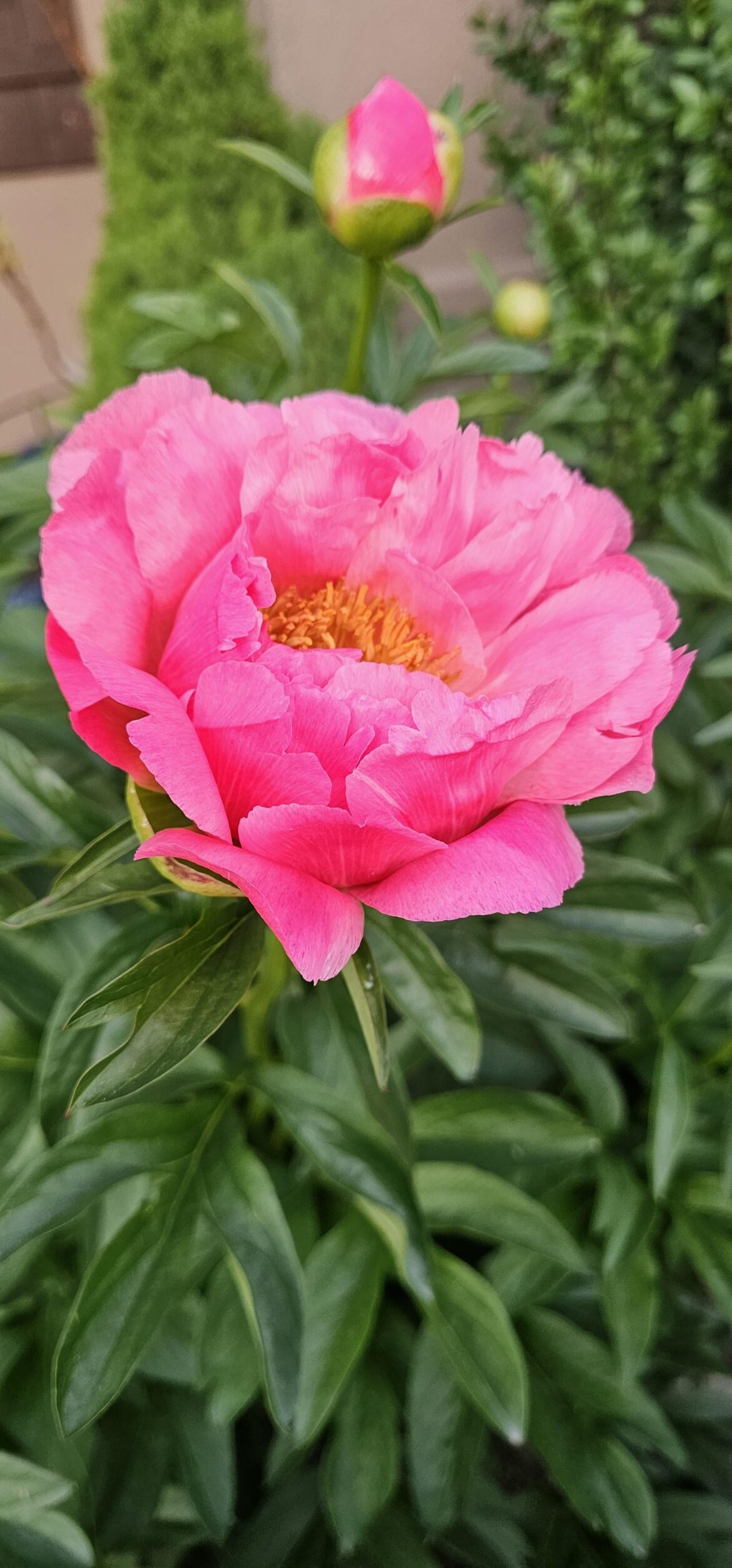 First peony of the season!