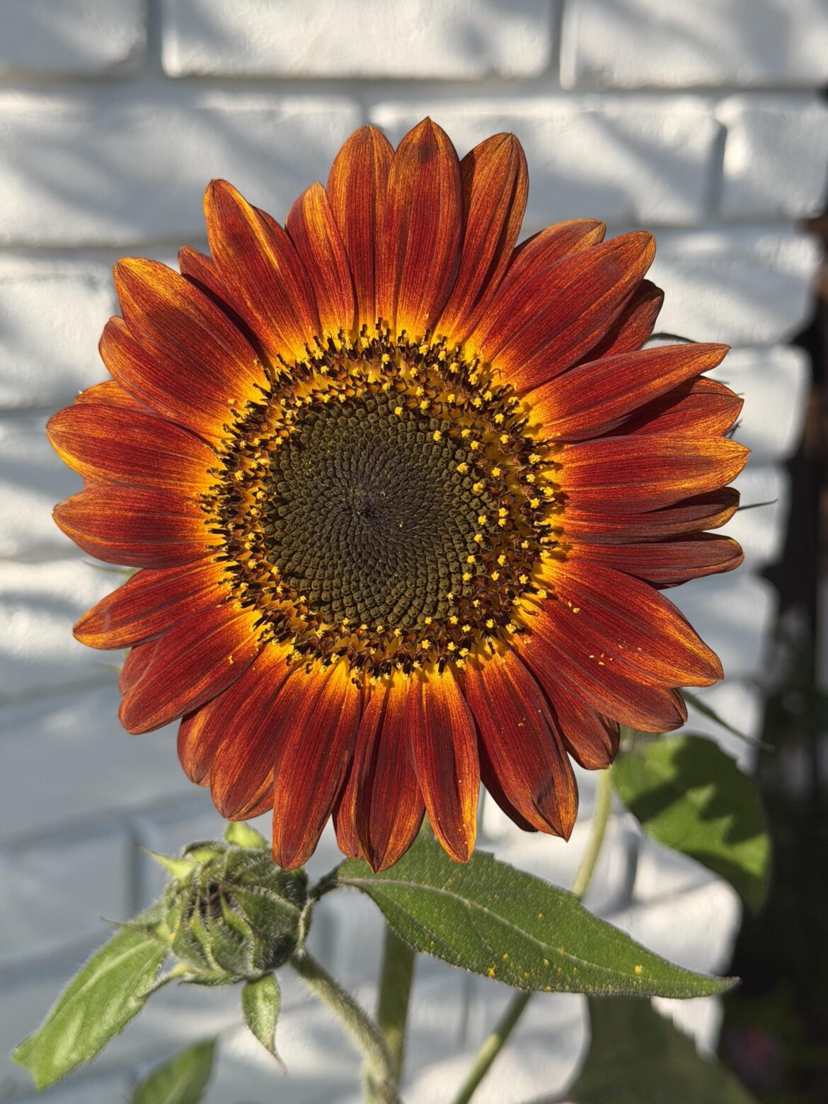 First sunflower of the season!