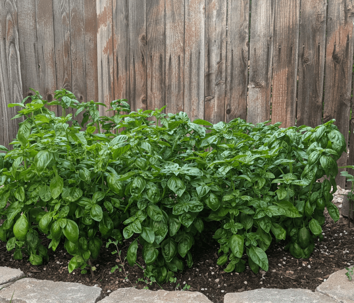 First time basil grower.  Think I got enough to make pesto?
