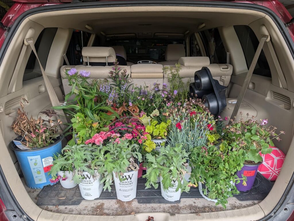 Found clearance plants at menards