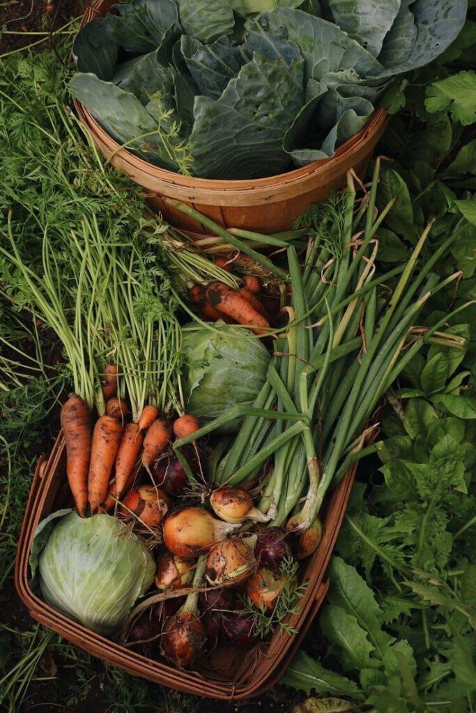 Fresh from garden 🥰