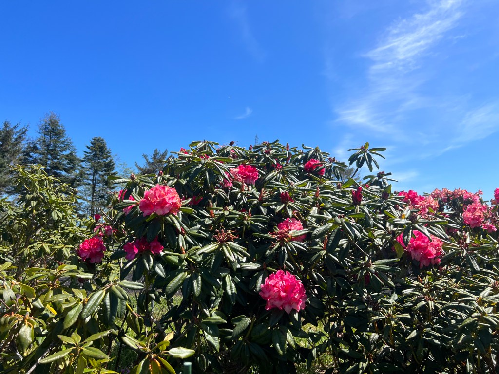 North Coast Gardening | Keep your garden happy, healthy – Times-Standard North Coast Gardening | Keep your garden happy, healthy – Times-Standard