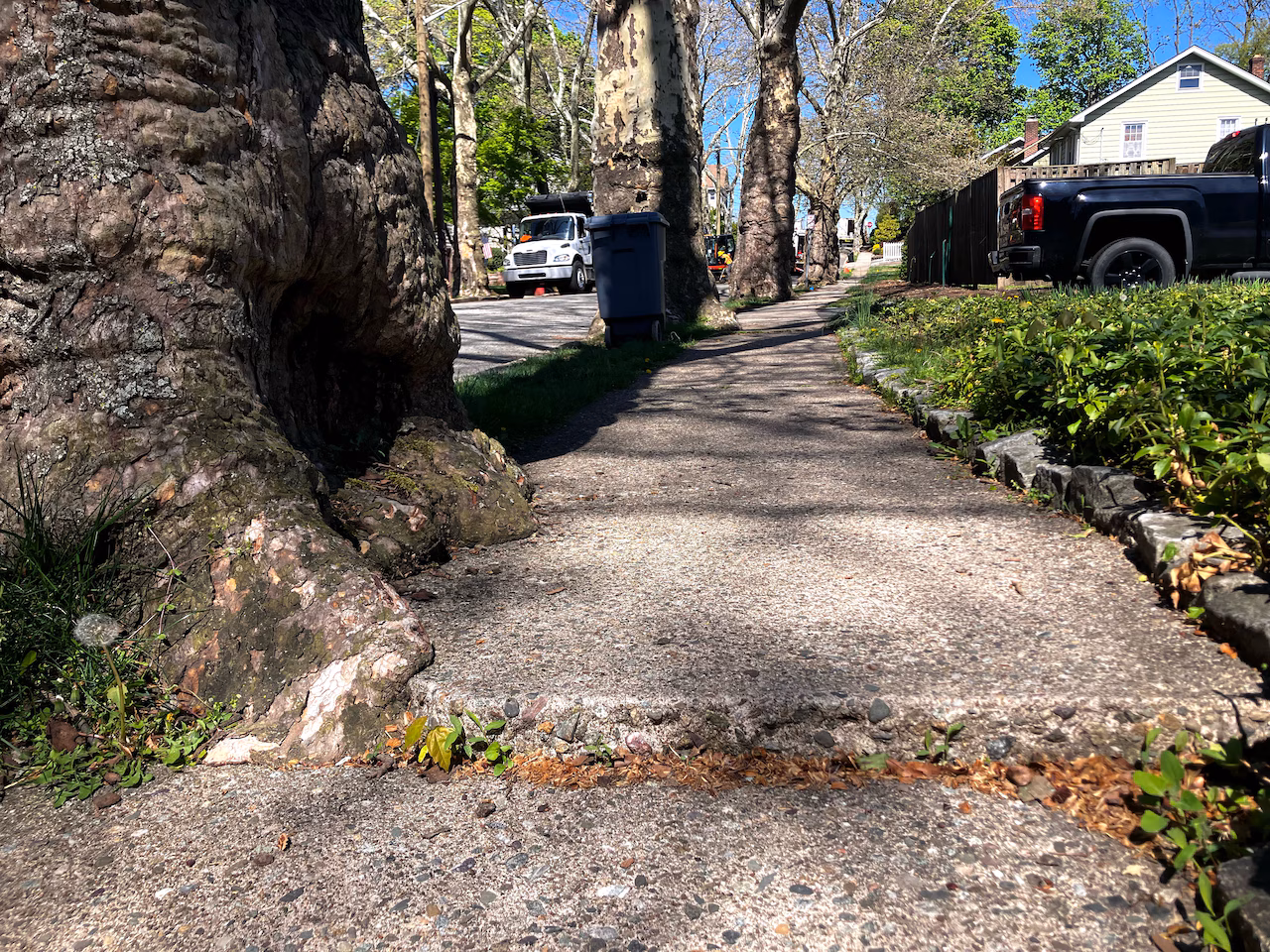 Sycamore tree uproots a Caldwell sidewalk by SS