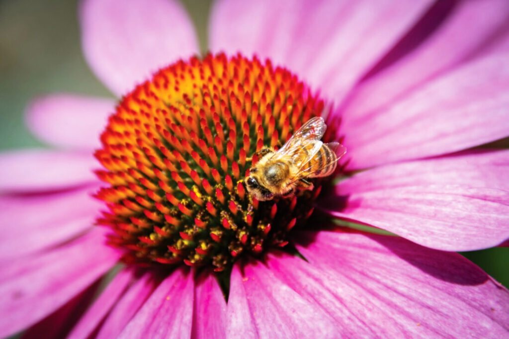 Creating a pollinator garden | News, Sports, Jobs Creating a pollinator garden | News, Sports, Jobs