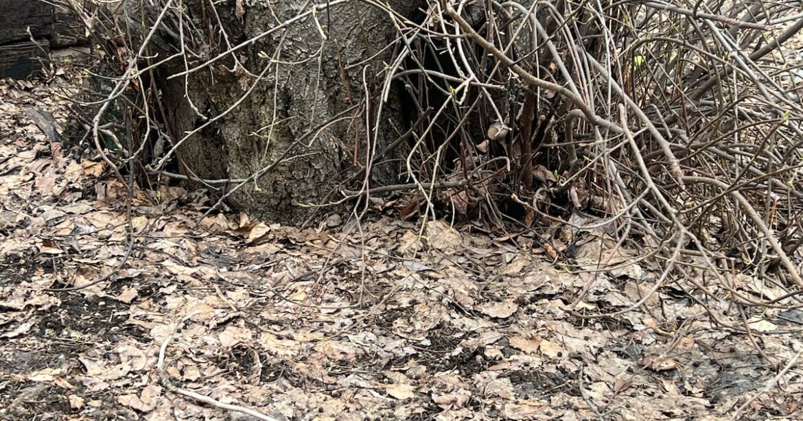 Don’t throw away that valuable material left on your lawn after the snow melts Don’t throw away that valuable material left on your lawn after the snow melts