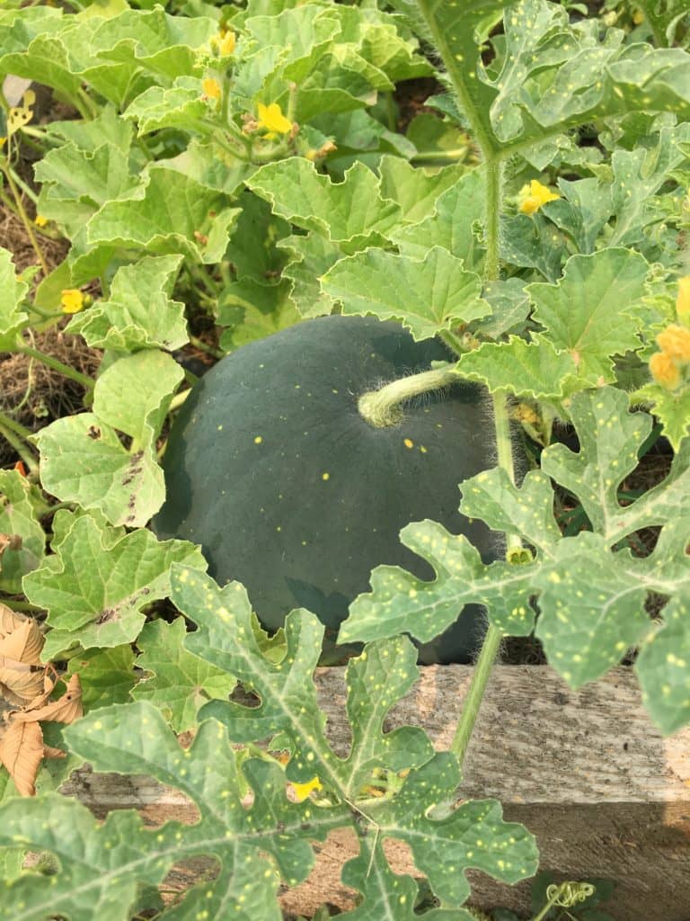 Valley City Community Garden Plots Available Valley City Community Garden Plots Available