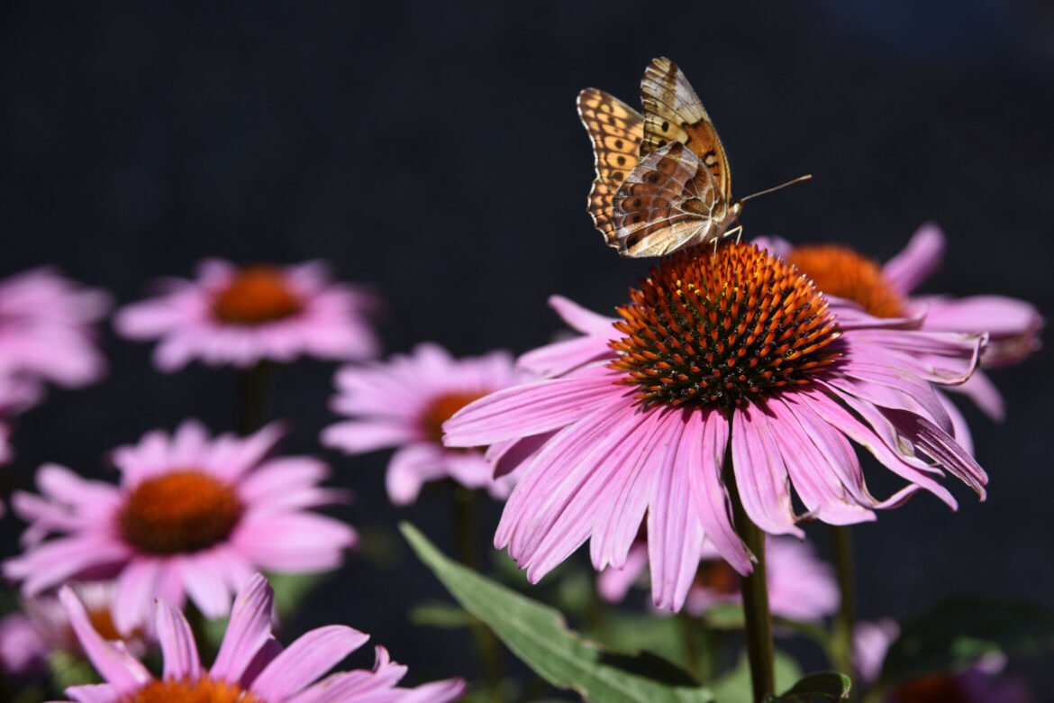 From lawns to native gardens, plants for the birds and the bees From lawns to native gardens, plants for the birds and the bees
