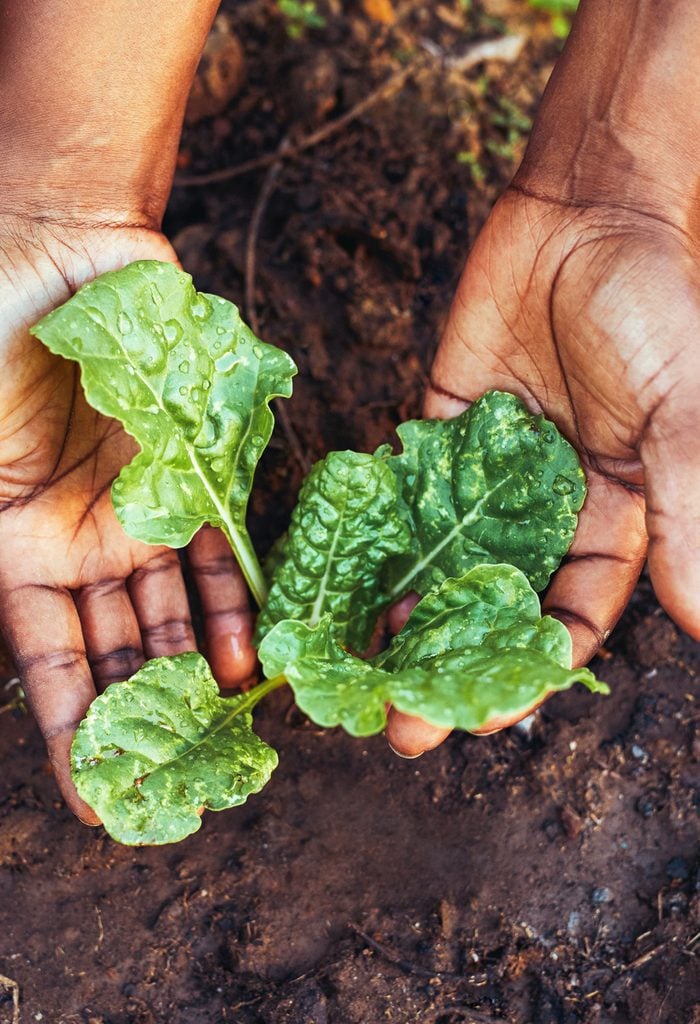The Biggest Health Benefit of Gardening Revealed The Biggest Health Benefit of Gardening Revealed