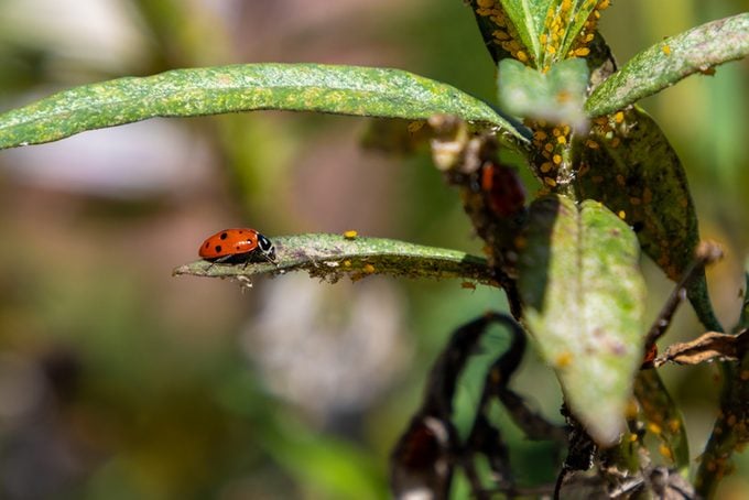 Ladybug hunting aphids