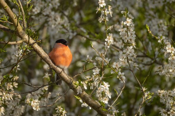 Blackthorn with a bird resting in it Blackthorn with a bird resting in it