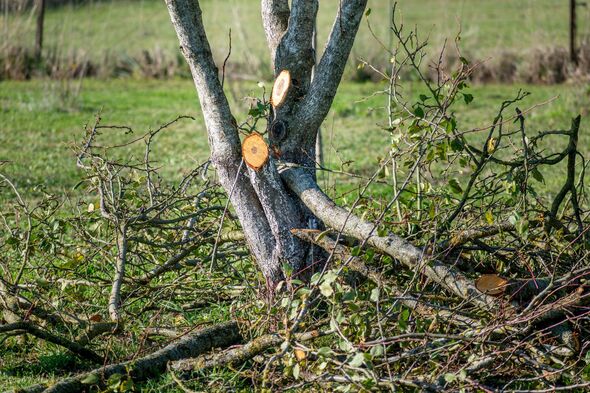 Cut down tree Cut down tree