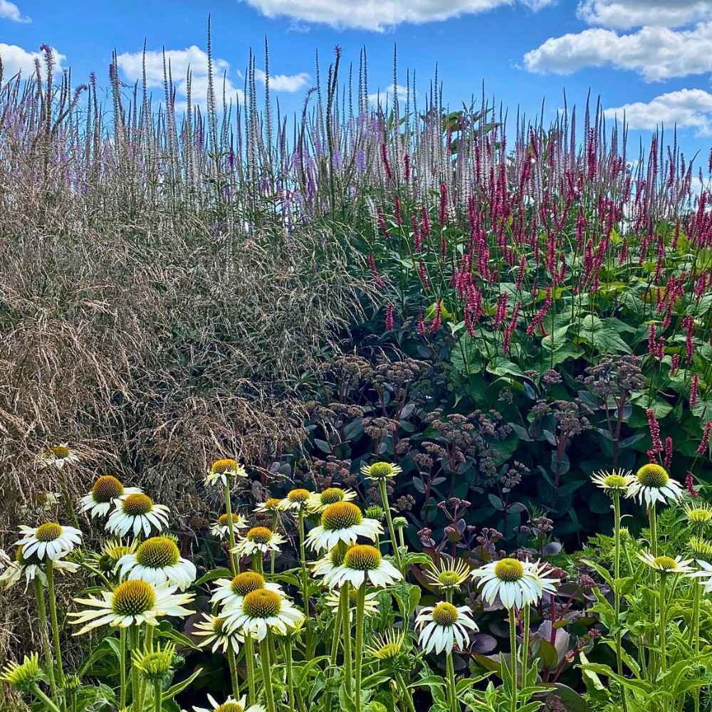Which Flowers Create a Wild Garden Look?
