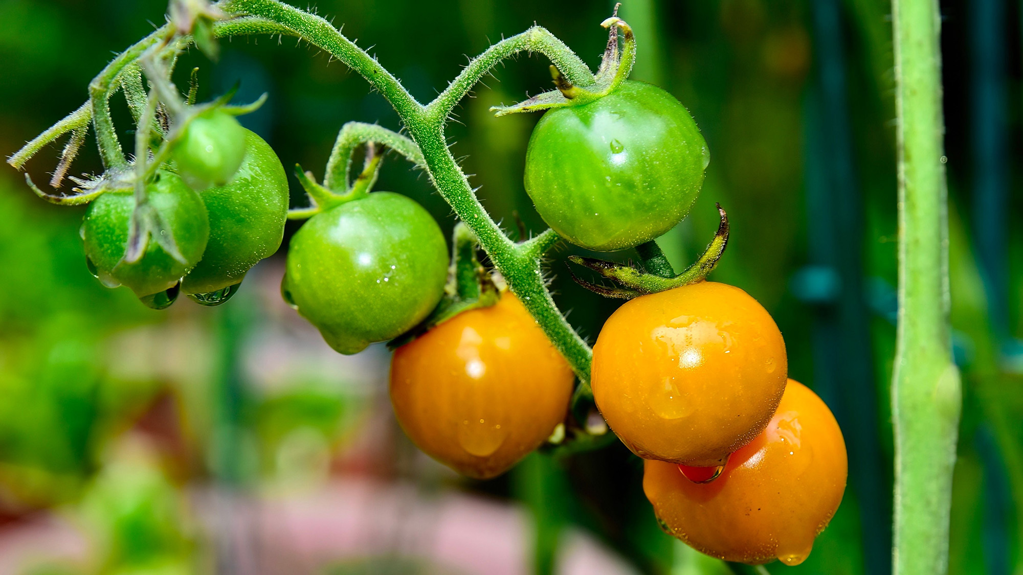 Sun Gold tomato