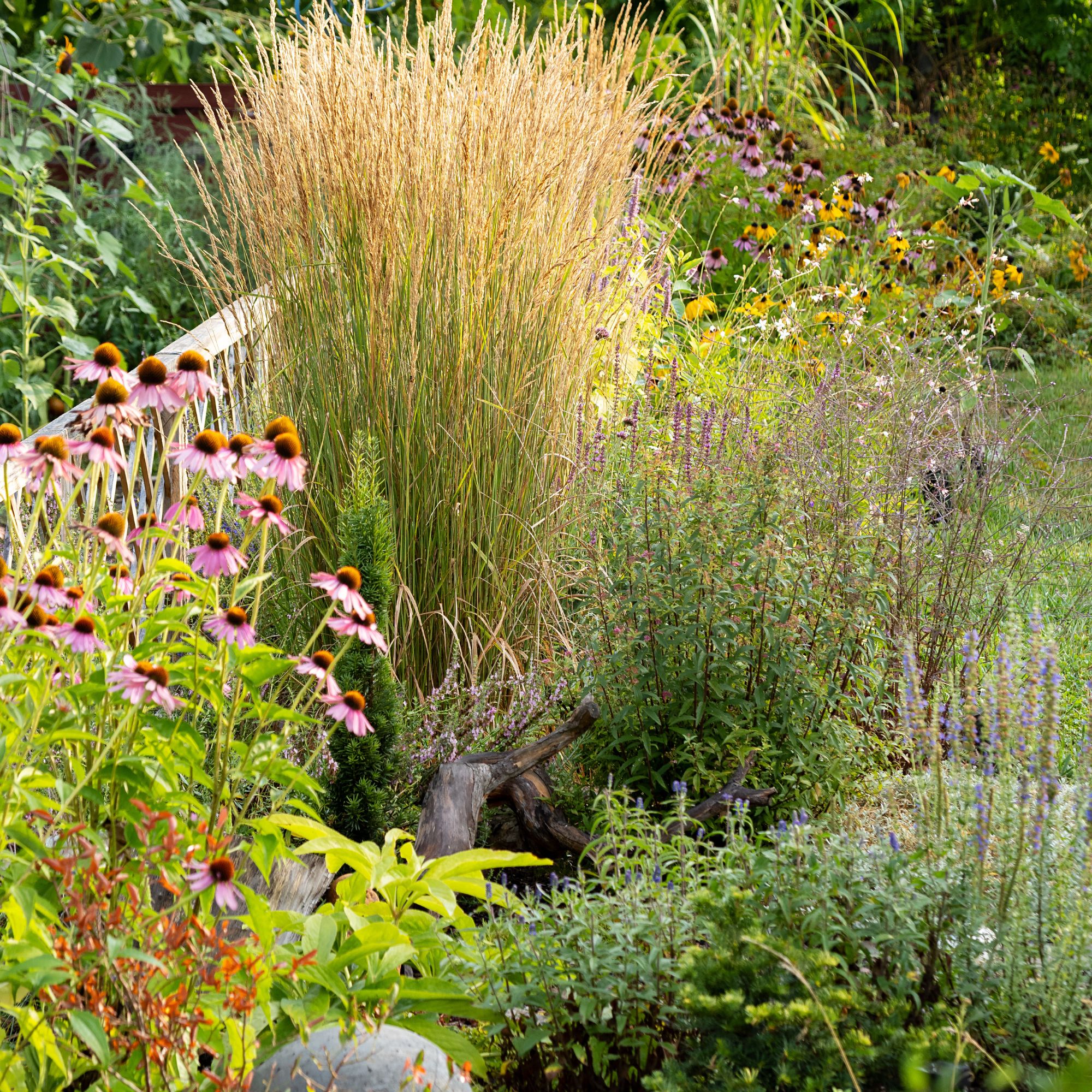 ornamental grasses in garden