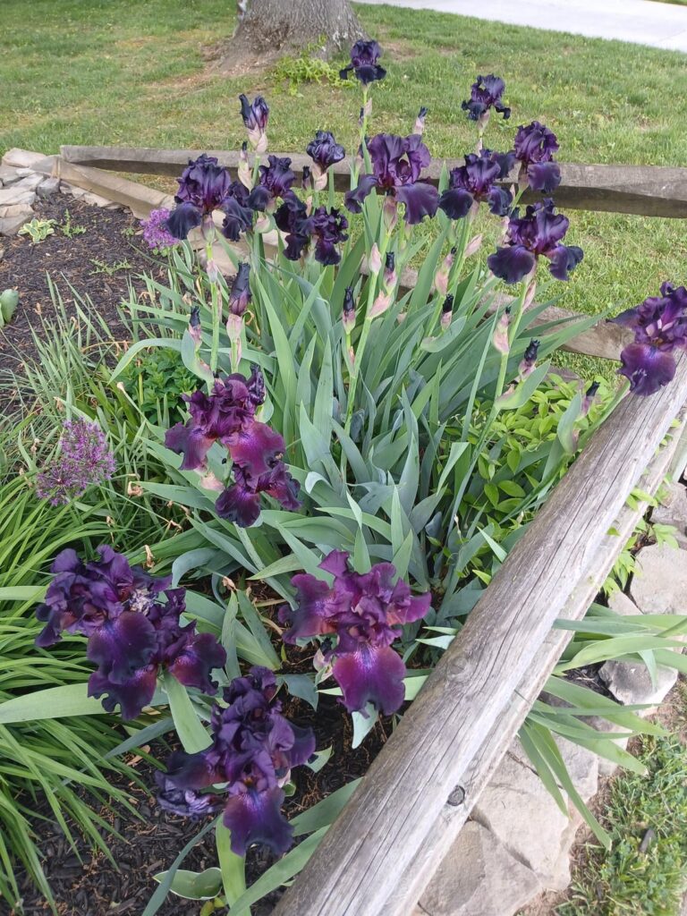 Happy Mothers Day in the Garden