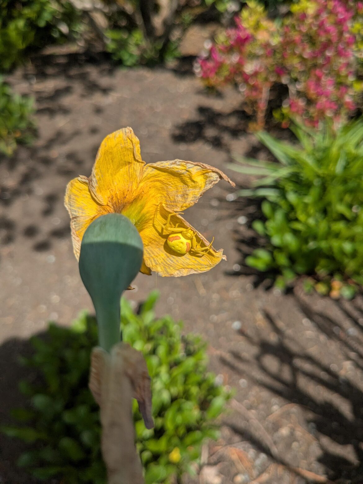 Heard y'all like crab spiders