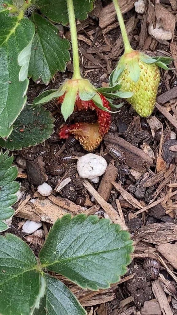 Help! Rolly pollies & strawberries