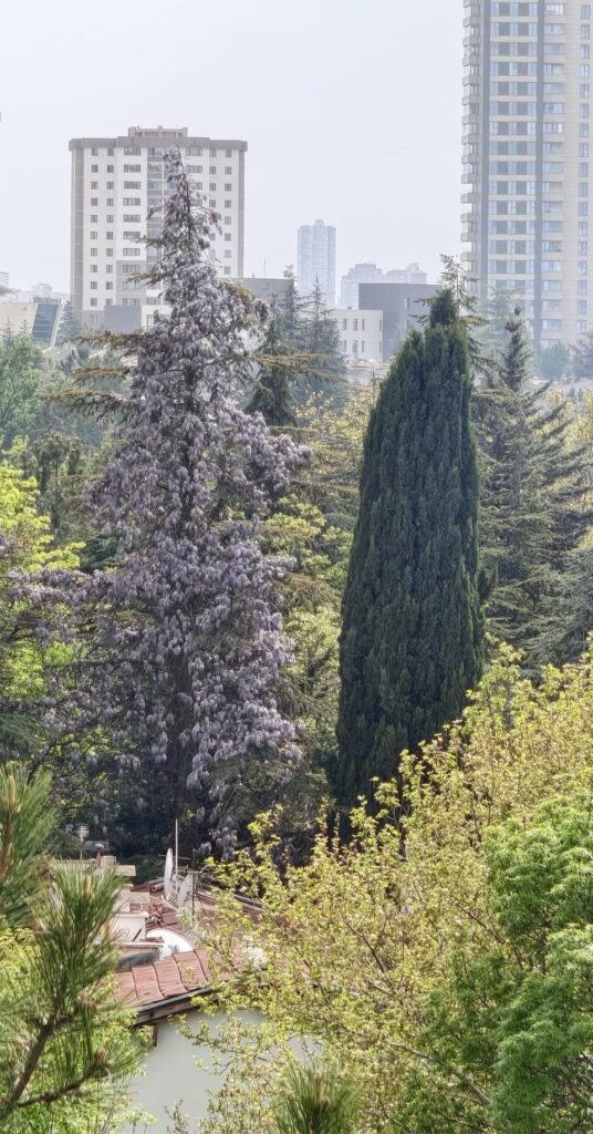 Huge Wisteria