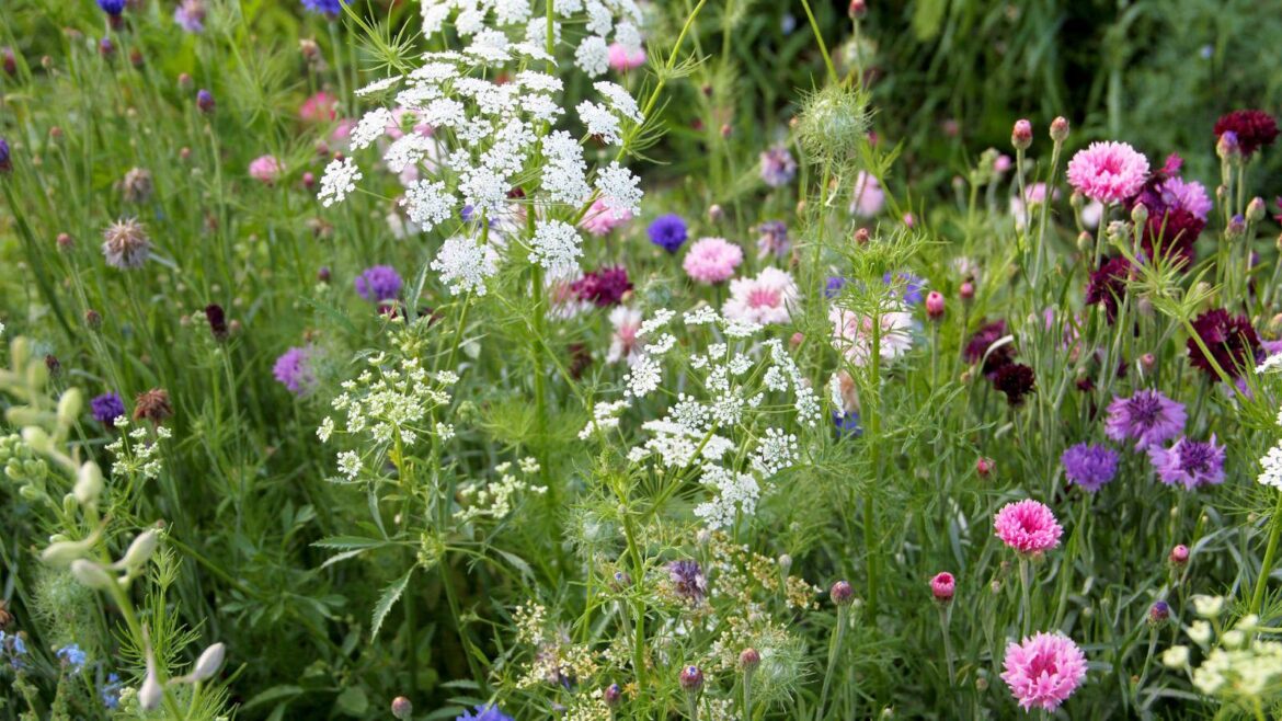 Natives To Plant In May: 7 Easy, Drought-Tough Swaps A flower bed featuring Queen Anne's Lace, Nigella, and Larkspur.