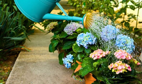 Picture of someone watering garden hydrangeas Picture of someone watering garden hydrangeas