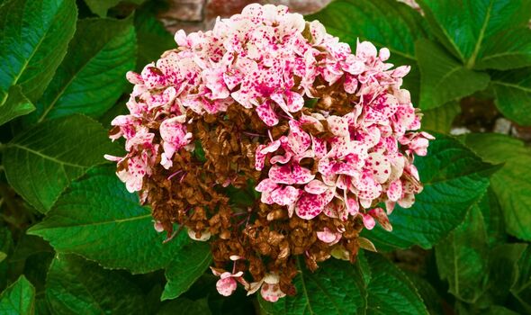 Picture of a wilting and brown hydrangea Picture of a wilting and brown hydrangea