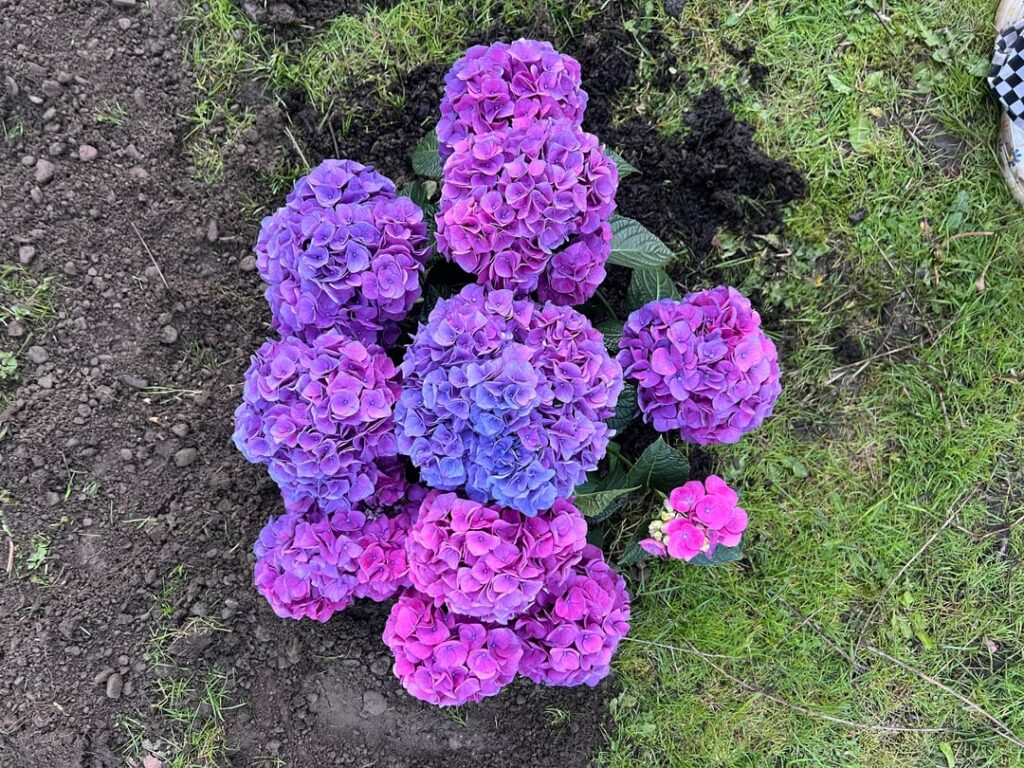 I JUST put these in the ground