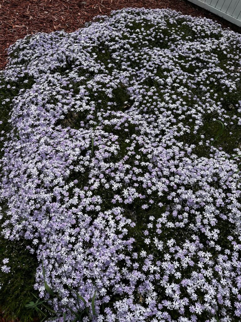 I love my cloud of purple phlox every spring