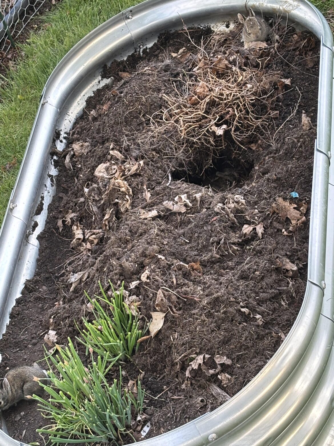 I was wondering why my thyme plant wasn’t sprouting.