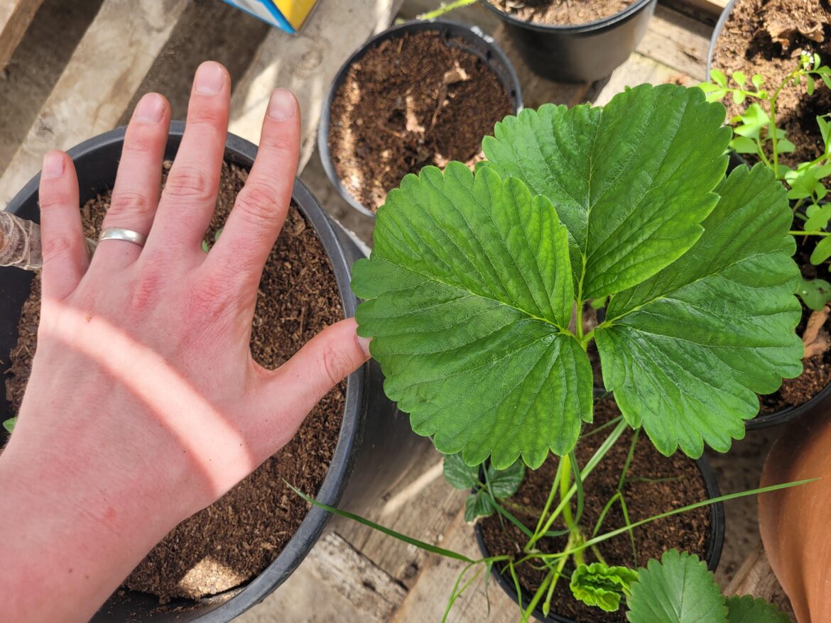 I would like to draw your attention to the size of this strawberry leaf.